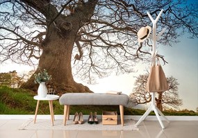 Carta da parati – Simbiosi degli alberi