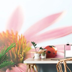 Carta da parati – Coccinella su echinacea