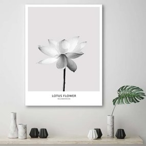 Quadro su tela, Fiore di loto bianco Natura  Dimensioni Tappeti 70x100