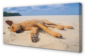 Quadro su tela Cane da spiaggia sdraiato 100x50 cm