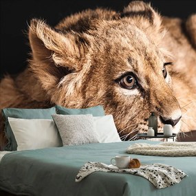 Carta da parati autoadesiva – Cucciolo di leone