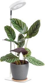 Lampada da tavolo LED dimmerabile per la coltivazione delle piante VERDI LED/5W/5V 1300K bianca