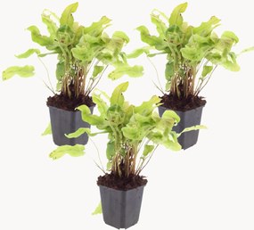 Set di 3 piante vere Hart's Tongue Fern Asplenium scolopendrium