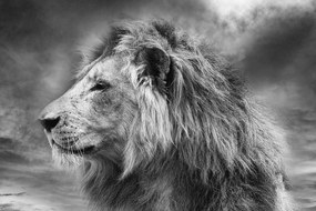 Carta da parati – Leone africano in bianco e nero