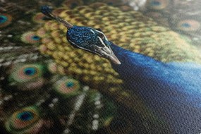 Stampa su tela – Pavone in tutto il suo splendore
