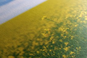 Stampa su tela – Campo giallo