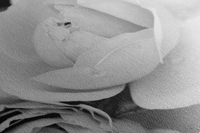 Stampa su tela – Pieno di rose in bianco e nero