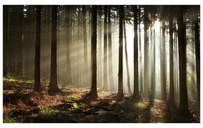 Fotomurale Foresta di conifere al mattino