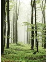 Coordonne Carta da parati panoramica Woods Summer Path - 6500208
