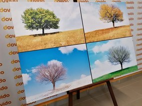 Stampa su tela – Albero nelle stagioni