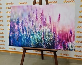 Quadro su tela – Fiori magici di lavanda
