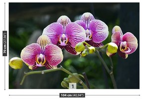 Carta da parati Orchidea viola 104x70 cm