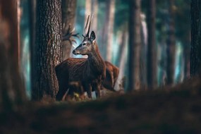 Carta da parati – Cervo nella foresta di pini
