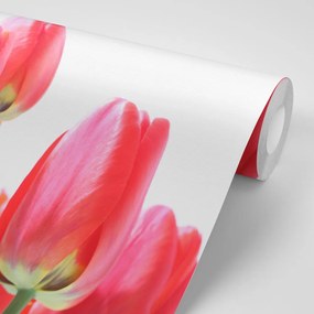Carta da parati – Tulipani rossi di campo