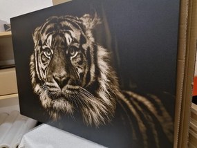 Stampa su tela – Tigre in seppia