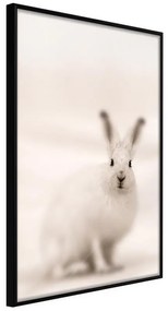 Poster  Curious Rabbit  Cornice Quadri Cornice nera, Larghezza x Altezza Home decor 30x45