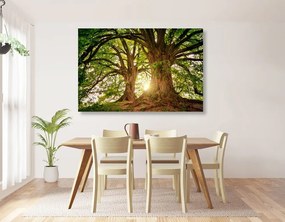 Stampa su tela – Alberi maestosi
