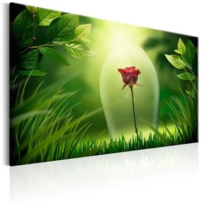 Quadro Magical Rose