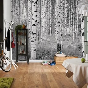 Fotomurale KOMAR Woods, multicolor 368X248 cm