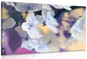 Stampa su tela – Ramo di ciliegio in fiore