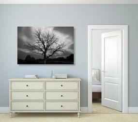 Quadro su tela – Albero sul prato in bianco e nero