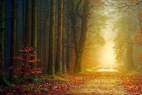 Carta da parati autoadesiva – Sentiero nel bosco