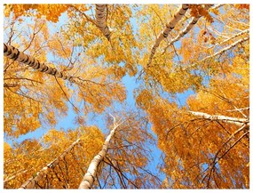 Fotomurale Chiome autunnali degli alberi