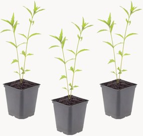 Set di 3 piante vere Kalimeris Kalimeris incisa Blue Star