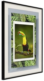 Poster  Toucan in the Frame  Cornice Quadri Cornice nera con pass-partout, Larghezza x Altezza Home decor 30x45