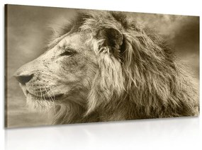 Stampa su tela – Leone africano in seppia