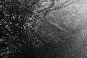 Stampa su tela – Foresta in bianco e nero
