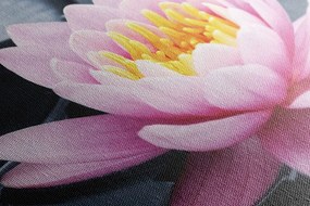 Quadro su tela – Fiore di loto nel lago