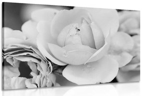 Stampa su tela – Pieno di rose in bianco e nero
