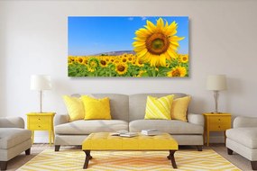 Quadro su tela – Campo di girasoli