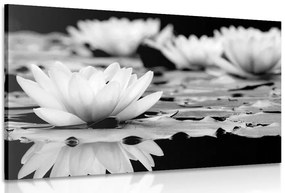 Stampa su tela – Fiore di loto in bianco e nero