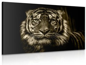 Stampa su tela – Tigre in seppia