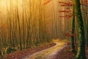 Stampa su tela – Sentiero nella foresta