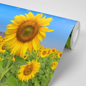 Carta da parati autoadesiva – Campo di girasoli