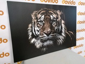 Stampa su tela – Tigre