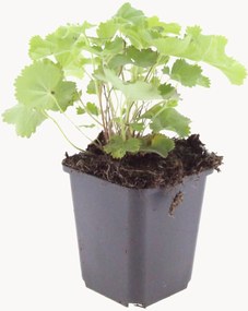 Set di 6 piante vere Alchemilla Mollis