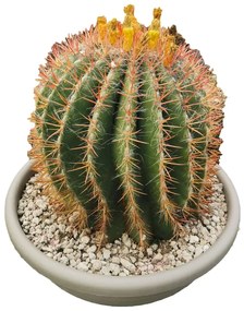 Pianta da interno FEROCACTUS STAINESII DIAM.CM. 40