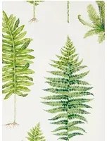 Sanderson Carta da parati Fernery - Botanical Green