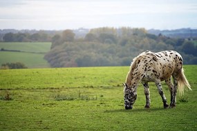Carta da parati – Cavallo nel prato