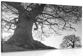 Quadro su tela – Simbiosi degli alberi in bianco e nero