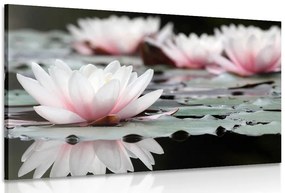 Quadro su tela – Fiore di loto