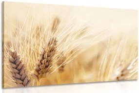 Quadro su tela – Campo di grano