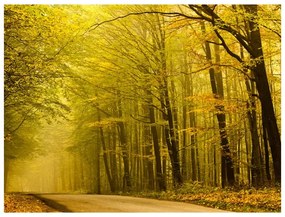 Fotomurale Strada nella foresta d'autunno