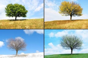 Stampa su tela – Albero nelle stagioni