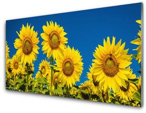 Quadro in vetro Pianta di girasoli 100x50 cm