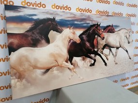 Stampa su tela – Branco di cavalli